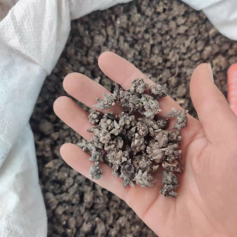 包邮野生猫爪草精品水洗猫爪草中药材干净无杂质