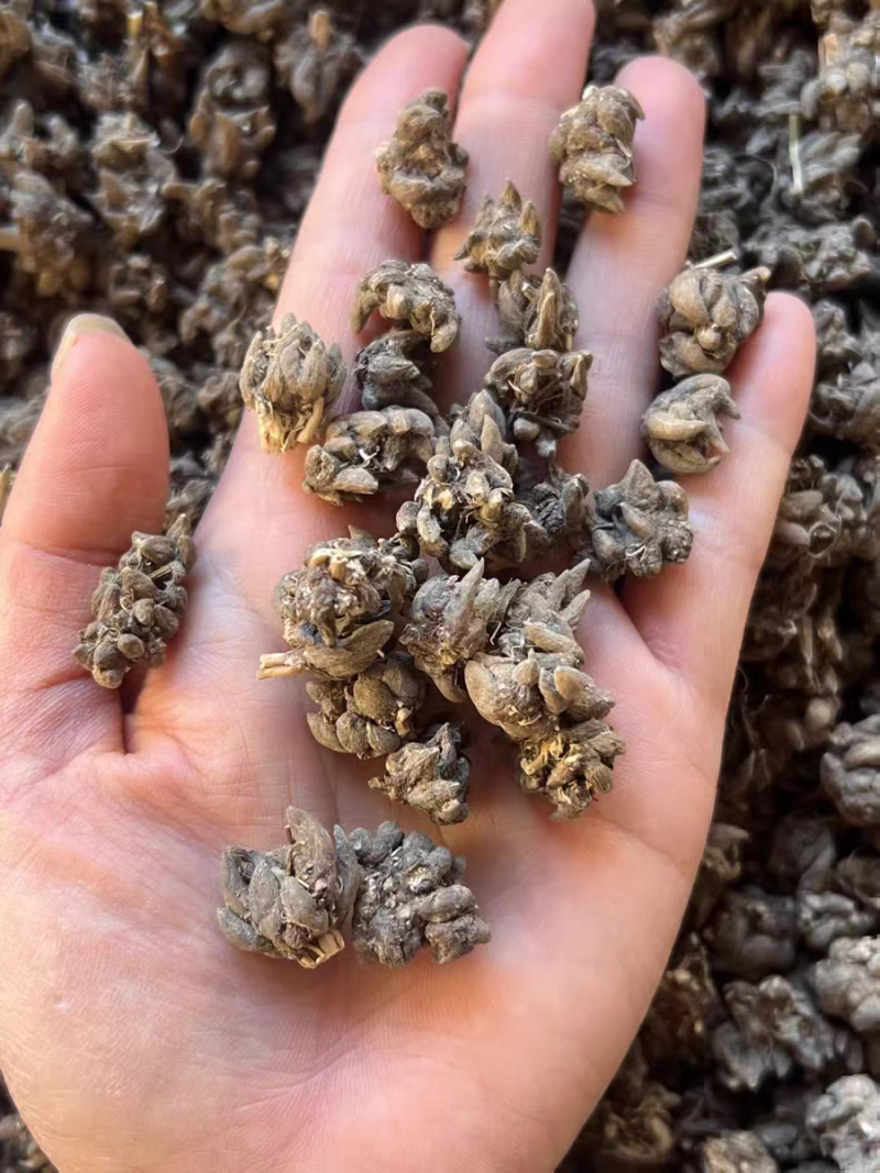 包邮野生猫爪草精品水洗猫爪草中药材干净无杂质