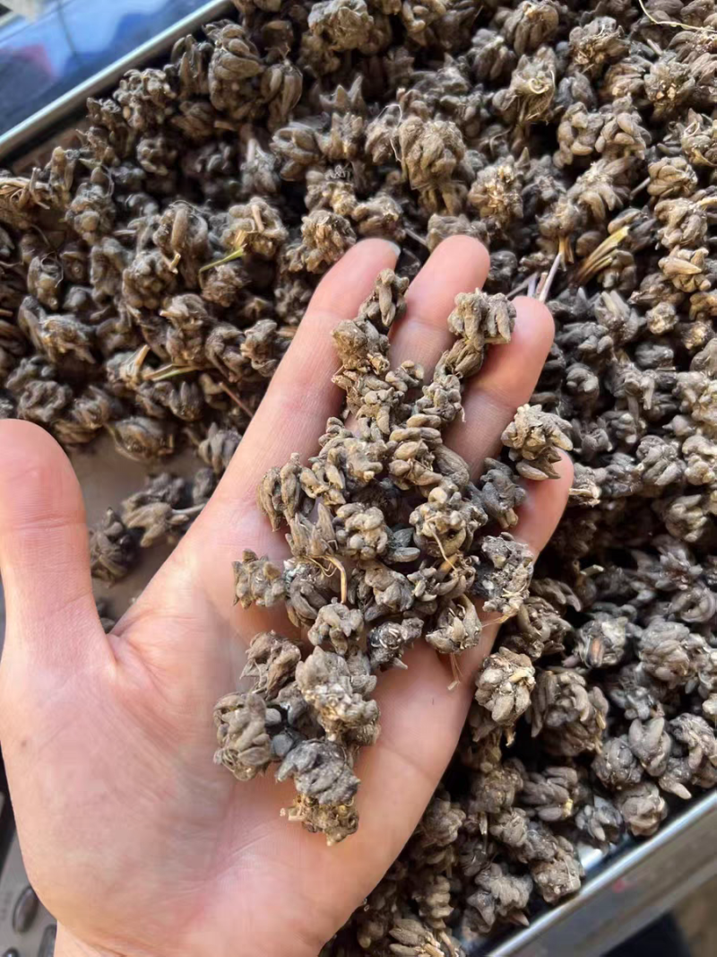 包邮野生猫爪草精品水洗猫爪草中药材干净无杂质
