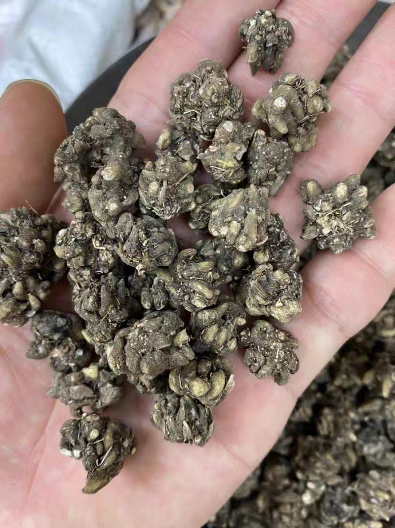 包邮野生猫爪草精品水洗猫爪草中药材干净无杂质