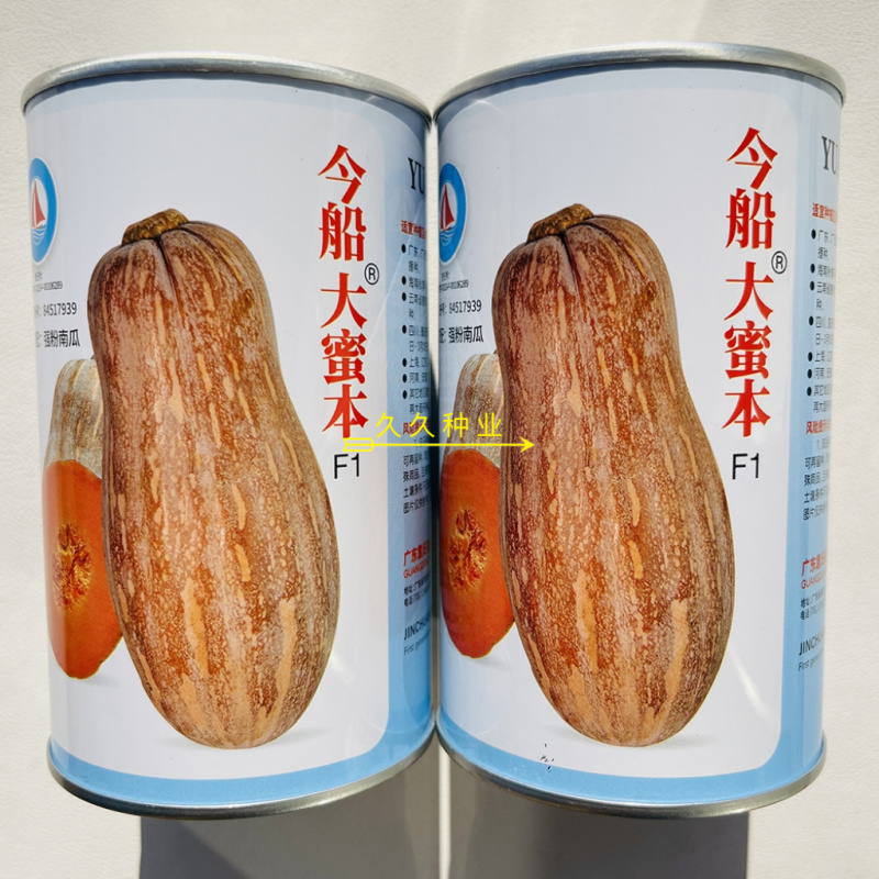今船大蜜本南瓜种子抗病杂交中晚熟粉糯南瓜种籽大田基地播种