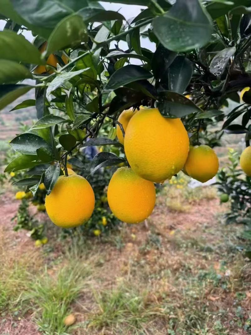 江西赣南脐橙