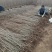 中华金叶榆金叶榆繁育基地金叶榆产地直销