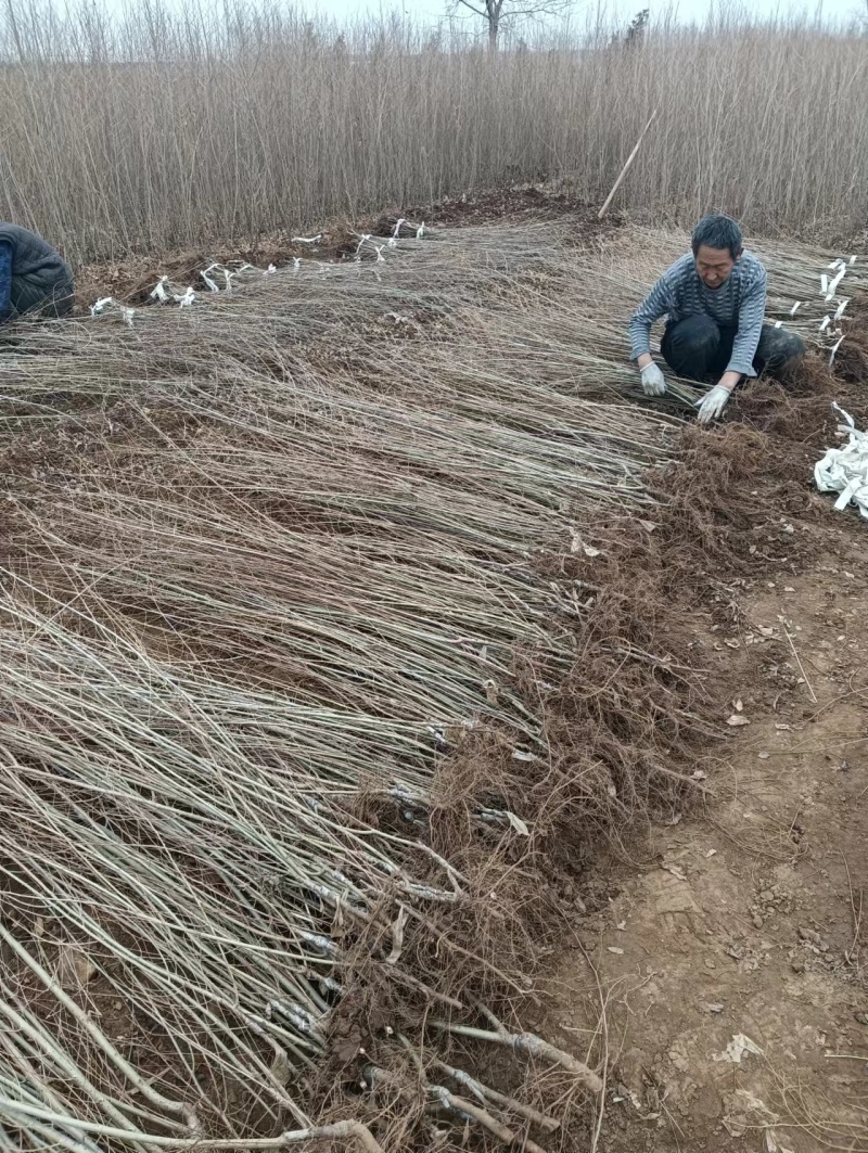 中华金叶榆金叶榆繁育基地金叶榆产地直销