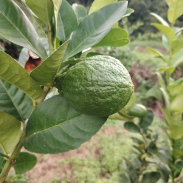 一级广东香水靓货