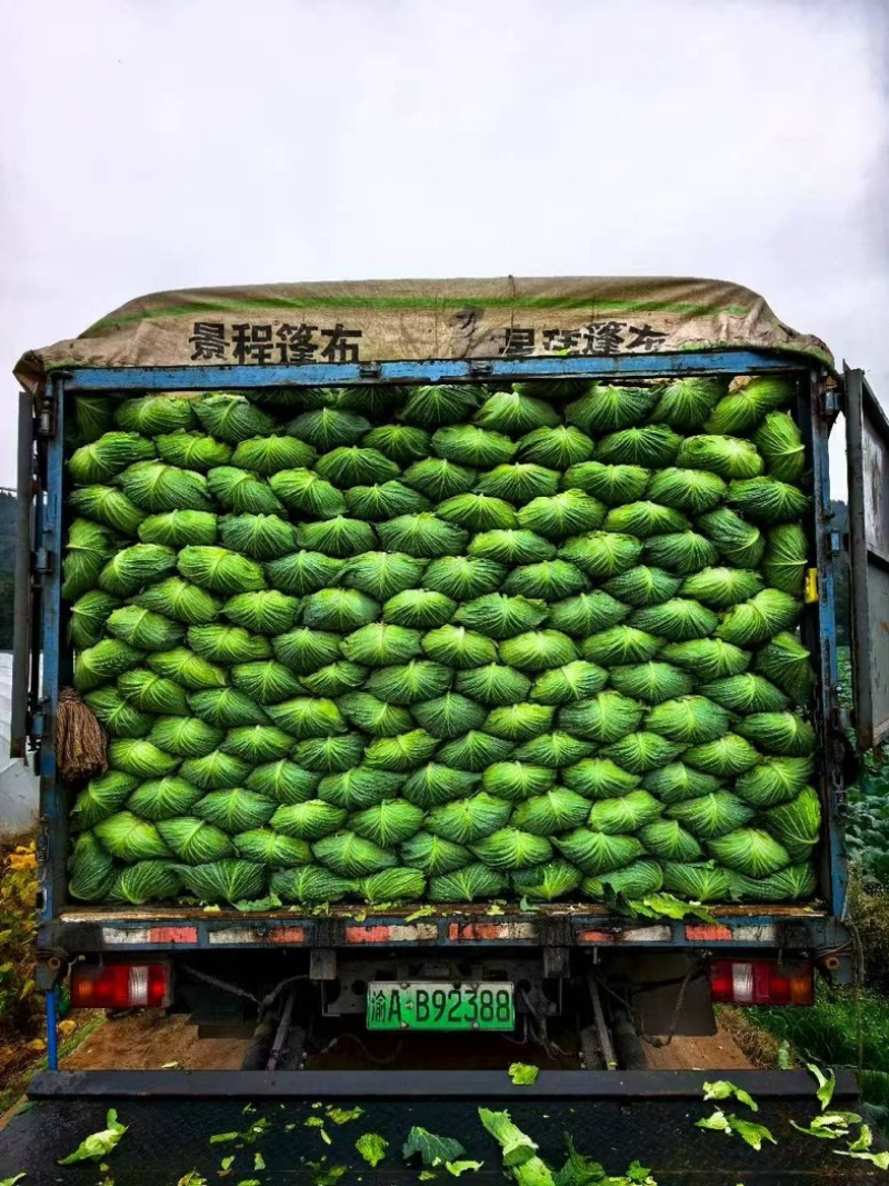 四川莲花白，脆嫩清甜，现采现发，基地直供，品质保障。