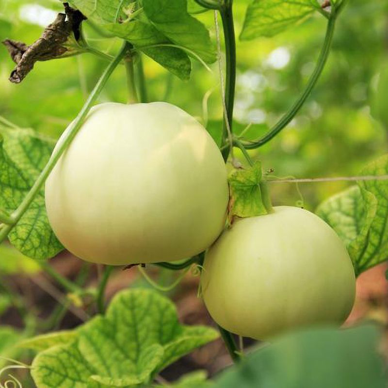 早蜜一号甜瓜种子中早熟肉细汁高糖甜脆香白皮瓜种籽农家水果