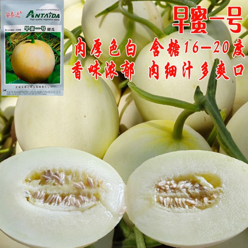 早蜜一号甜瓜种子中早熟肉细汁高糖甜脆香白皮瓜种籽农家水果