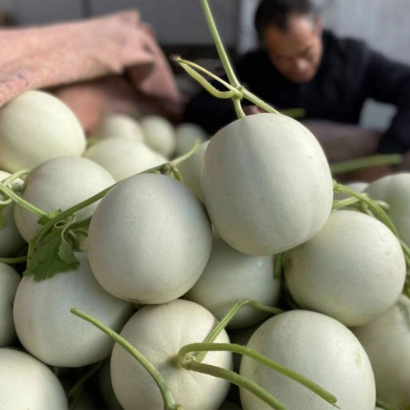 银翠蜜圆果玉菇甜瓜种子口感好高糖绿肉高产抗病春季播种