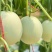 银翠蜜圆果玉菇甜瓜种子口感好高糖绿肉高产抗病春季播种