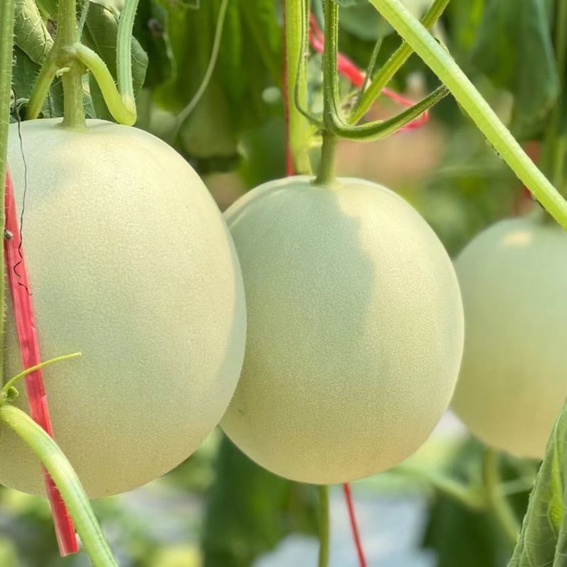 银翠蜜圆果玉菇甜瓜种子口感好高糖绿肉高产抗病春季播种