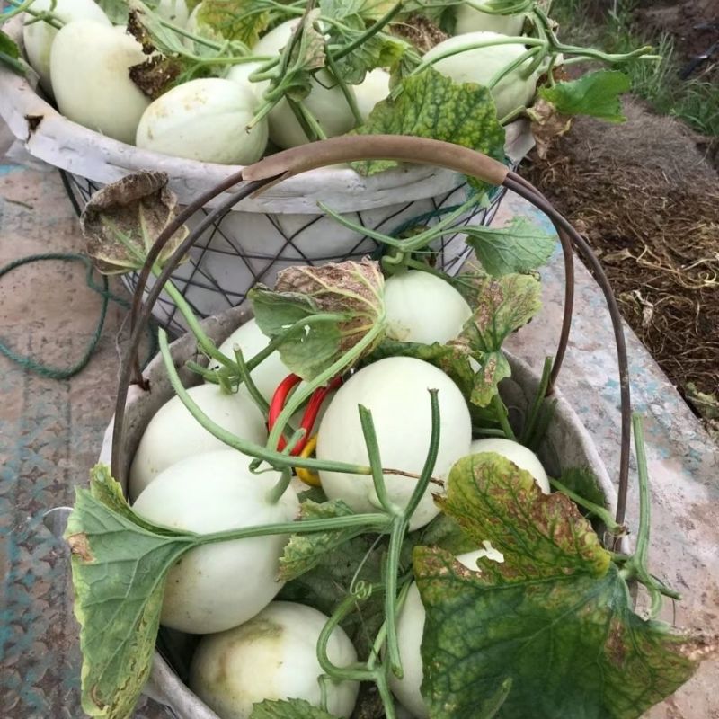 银翠蜜圆果玉菇甜瓜种子口感好高糖绿肉高产抗病春季播种