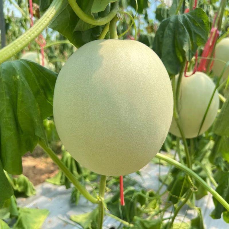 银翠蜜圆果玉菇甜瓜种子口感好高糖绿肉高产抗病春季播种