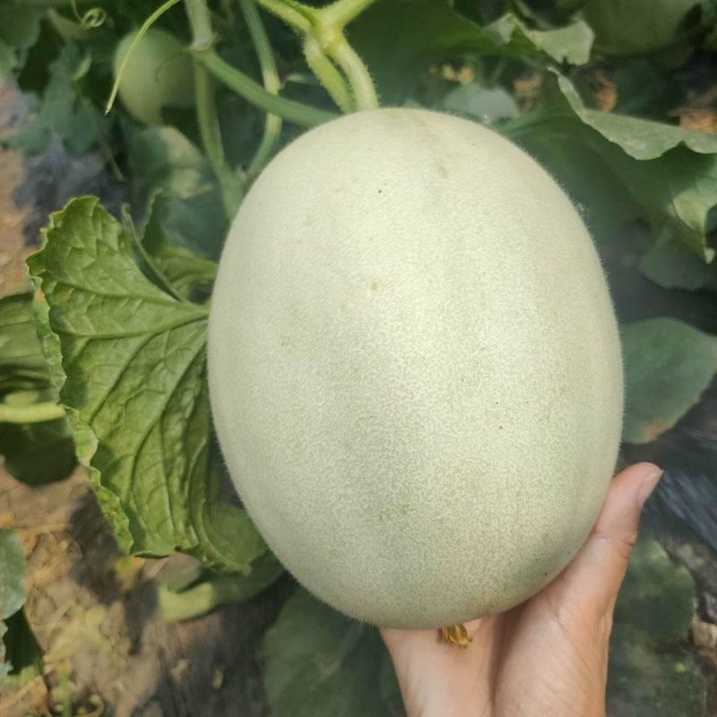 银翠蜜圆果玉菇甜瓜种子口感好高糖绿肉高产抗病春季播种