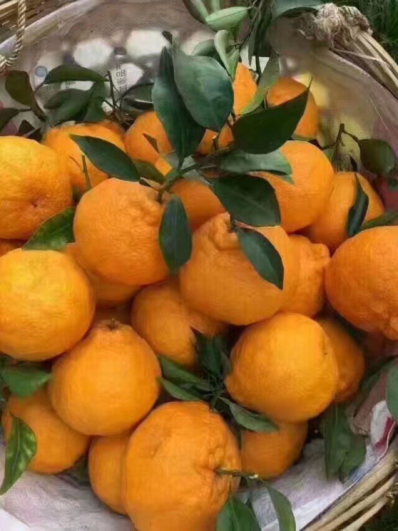 不知火丑柑