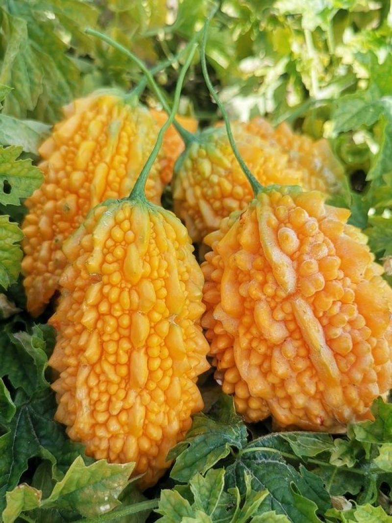 癞葡萄小癞瓜种子肉质香甜结果多农家菜园四季阳台盆栽蔬菜