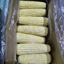 新货上市东北速冻甜糯黄白玉米万糯2千俏江东品牌电商团购
