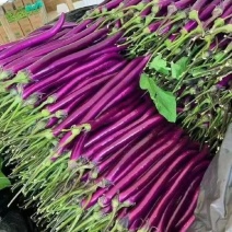 红线茄【热卖】红线茄陆地精品35公分左右光度好