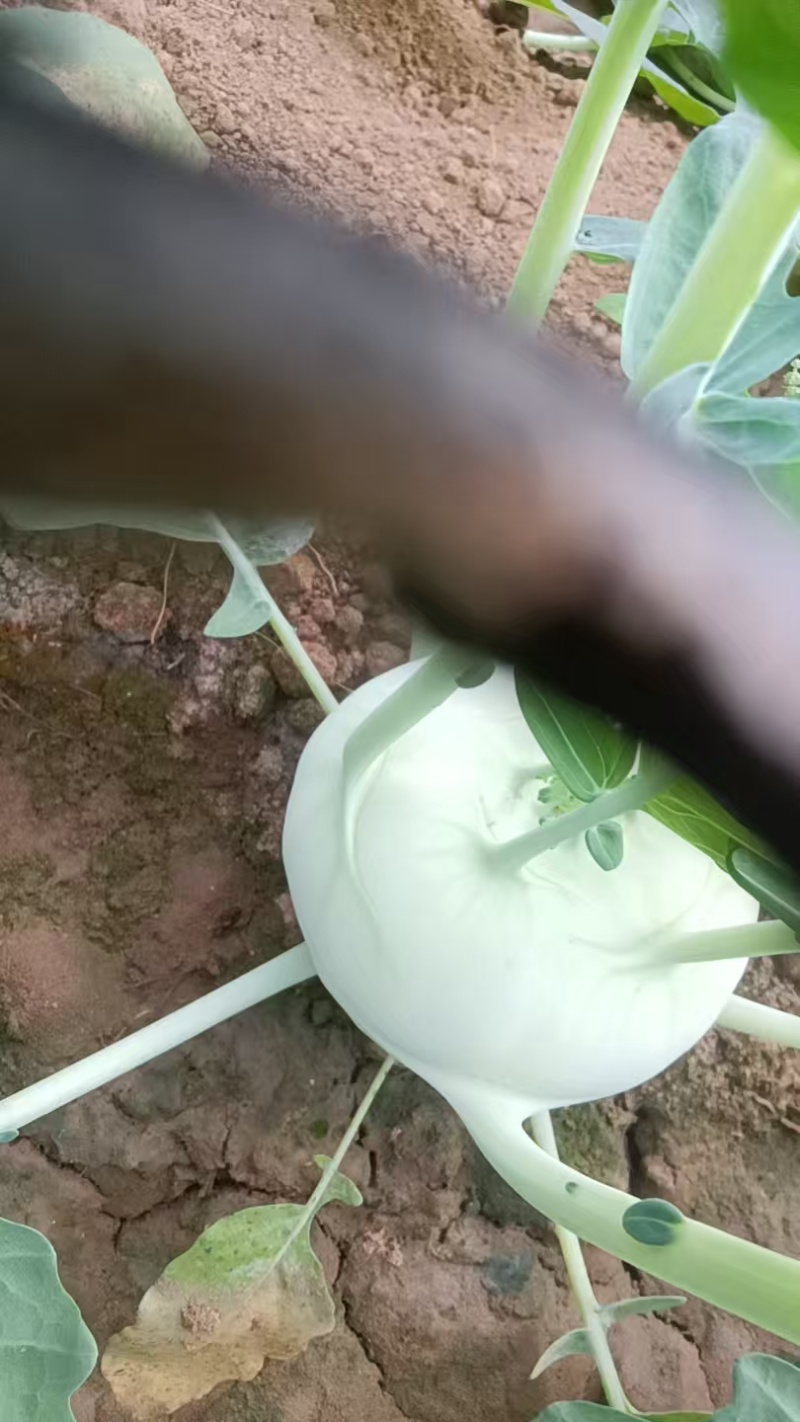水果苤蓝