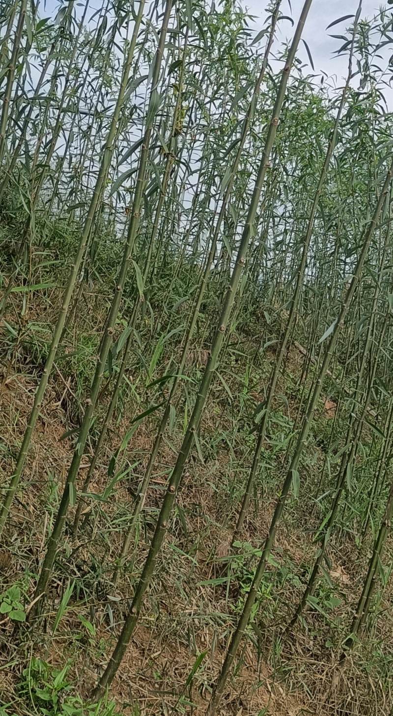 速生柳2.5公分至3公分