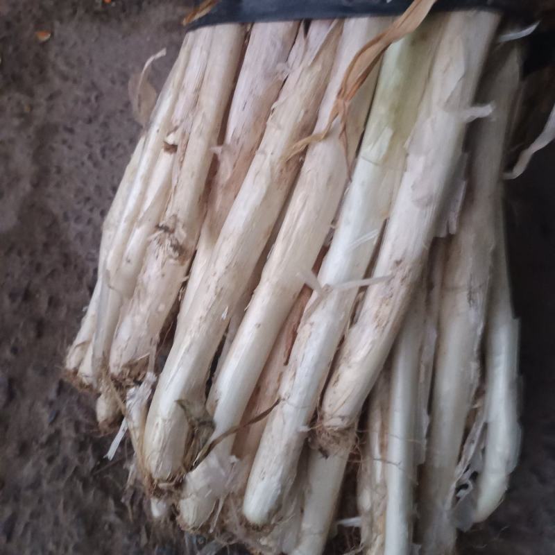 长白大葱