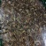 赶黄草批发零售四川古蔺县赶黄草量大从优