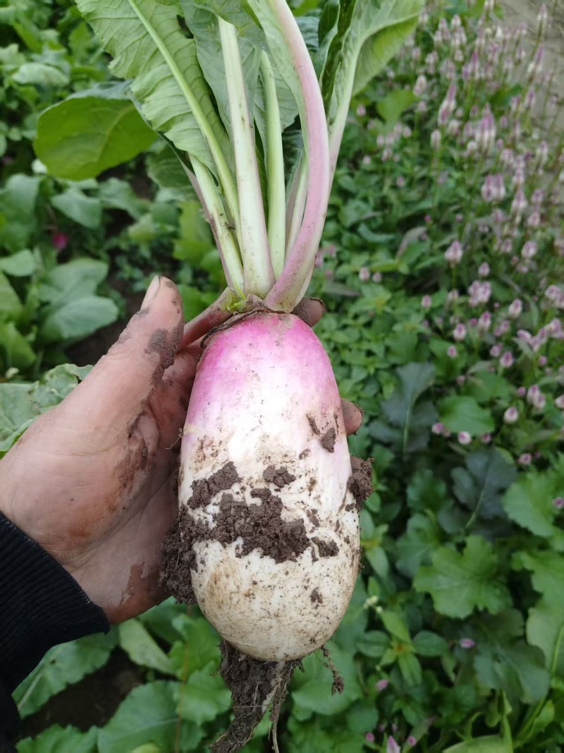 萝卜精品圆白萝卜皮脆味好产地直采大量供应