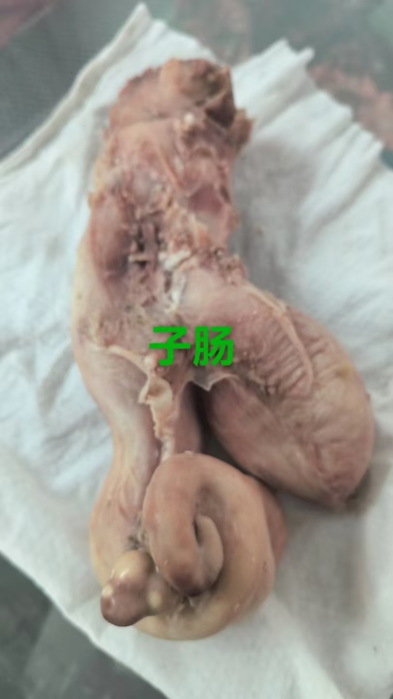 牛肠，熟牛子肠，一件代发，量大从优，欢迎您的光临！