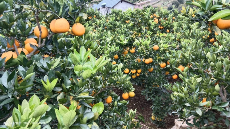 脐橙
