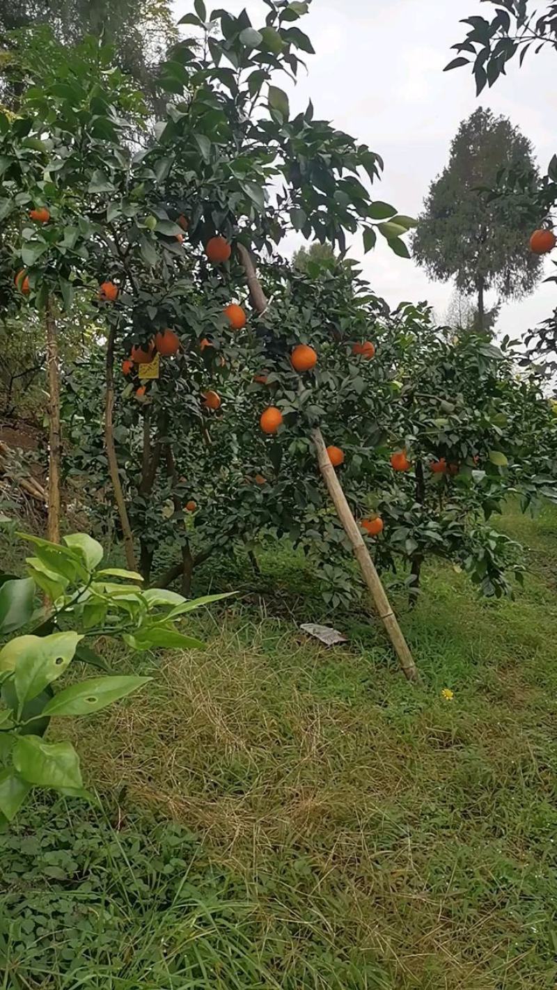 爱媛橙