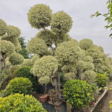 2511苗圃供应柱柱形造型星光榕花叶垂榕桩景盆栽