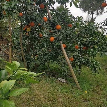 爱媛橙