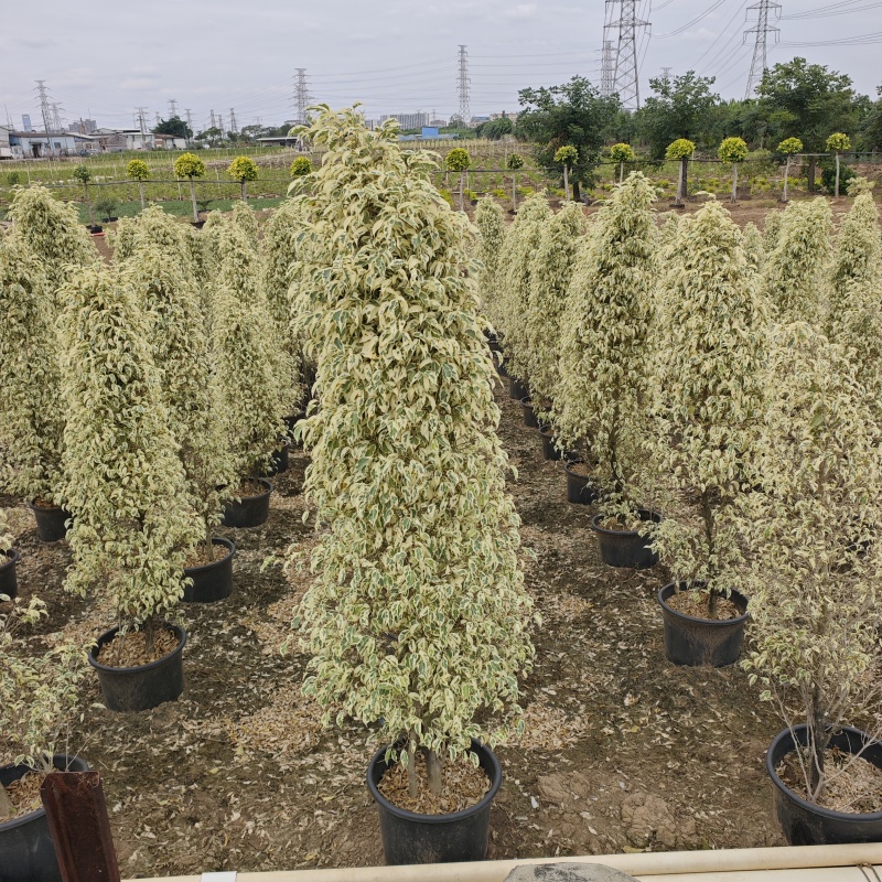2511苗圃供应柱柱形造型星光榕花叶垂榕桩景盆栽