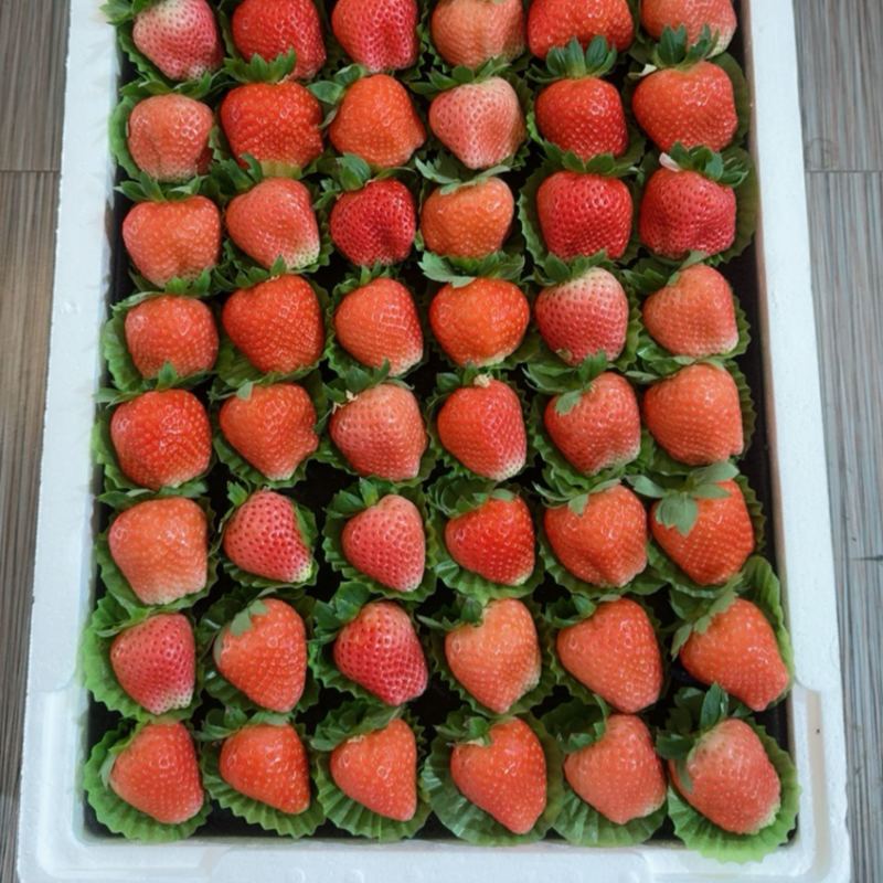 草莓🍓