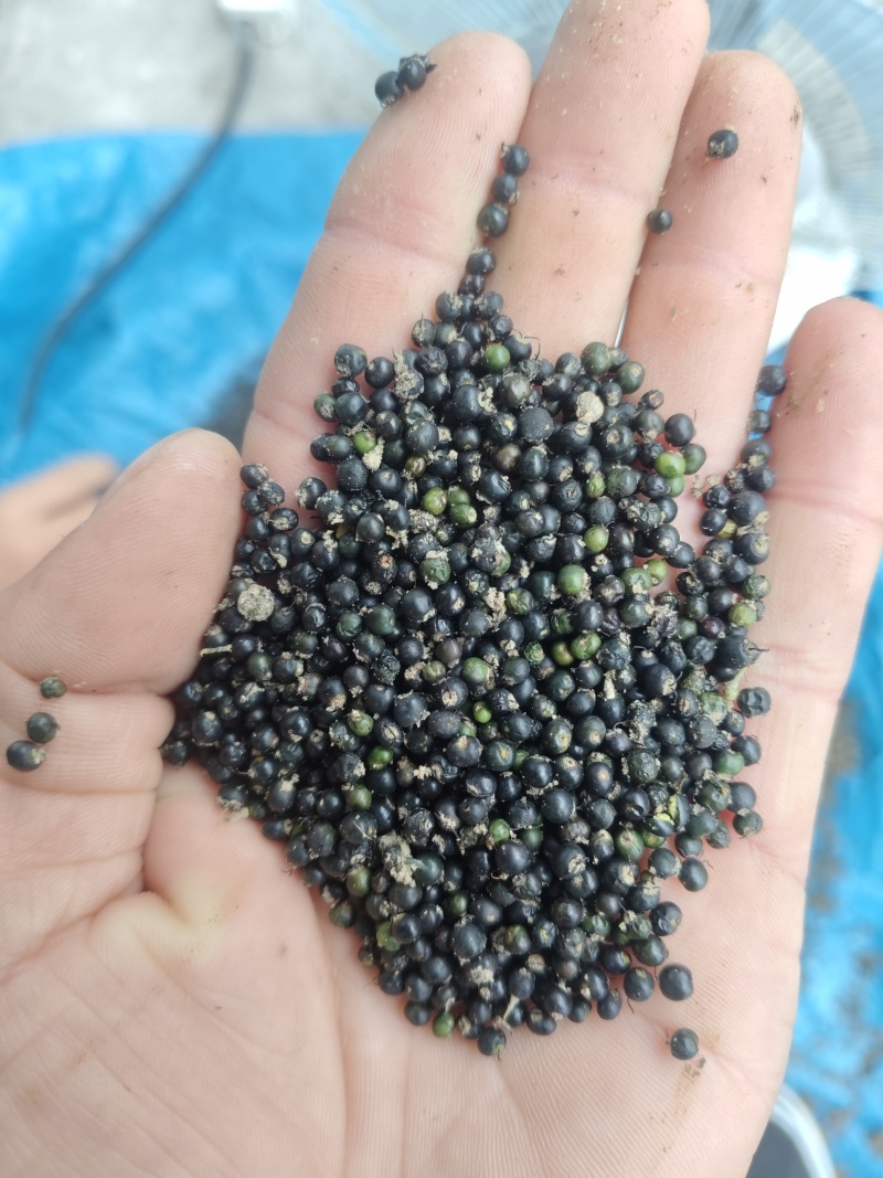 大通草种子