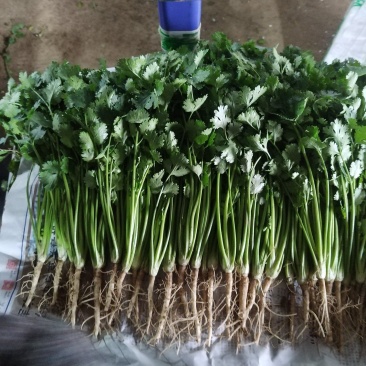 香菜，铁杆，青香菜，大叶香菜，中叶香菜，小叶，香菜。