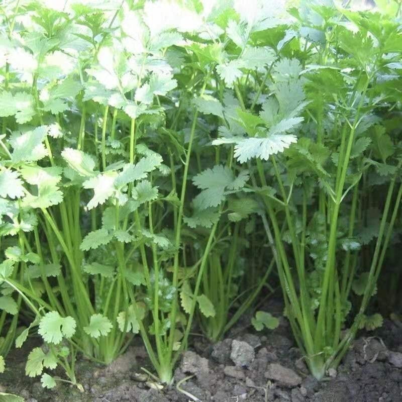 香菜，铁杆，青香菜，大叶香菜，中叶香菜，小叶，香菜。