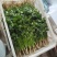 香菜，铁杆，青香菜，大叶香菜，中叶香菜，小叶，香菜。