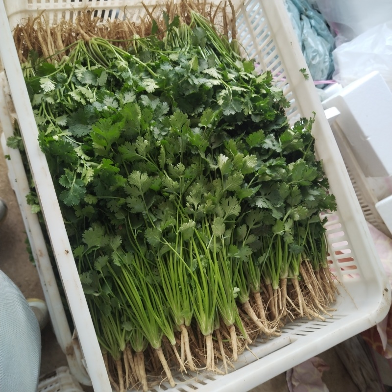 香菜，铁杆，青香菜，大叶香菜，中叶香菜，小叶，香菜。