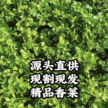 小叶香菜30~50厘米左右。现割现发。