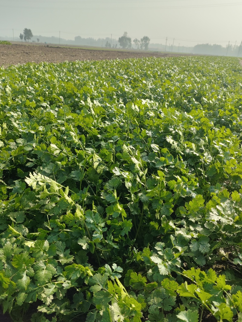 小叶香菜30~50厘米左右。现割现发。