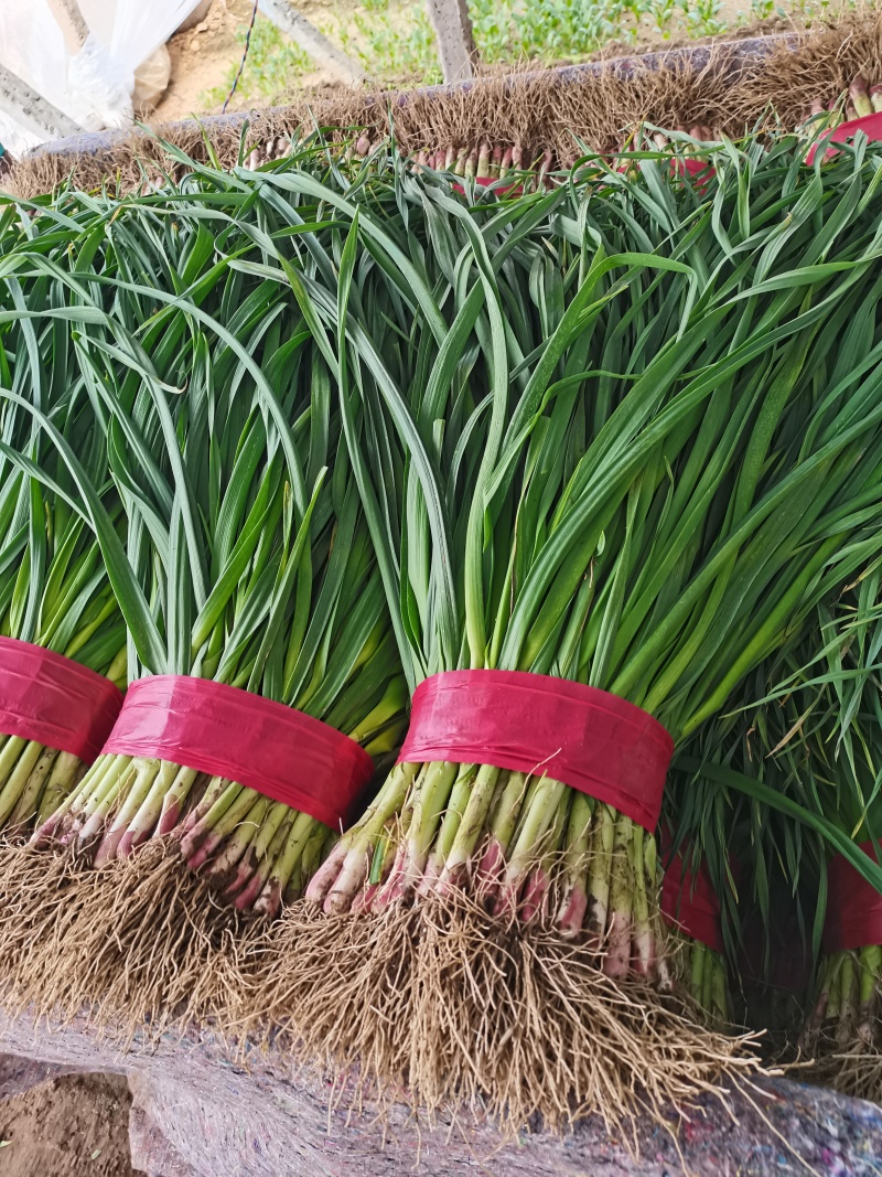 精品红根蒜苗主产区货量充足质量保证欢迎采购
