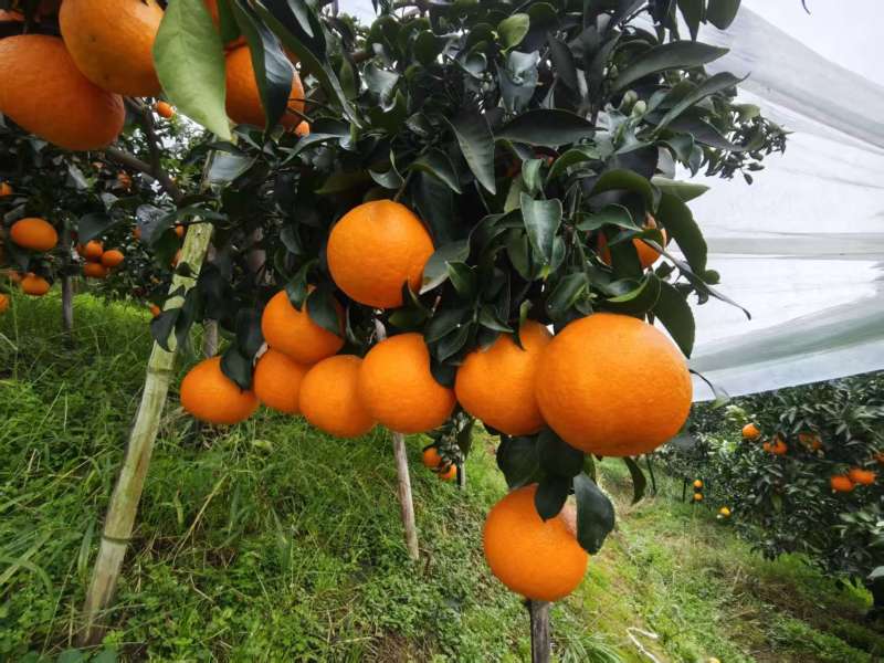 四川眉山爱媛果冻橙