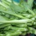 白菜苔15-20公分一级