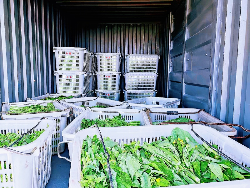 白菜苔15-20公分一级