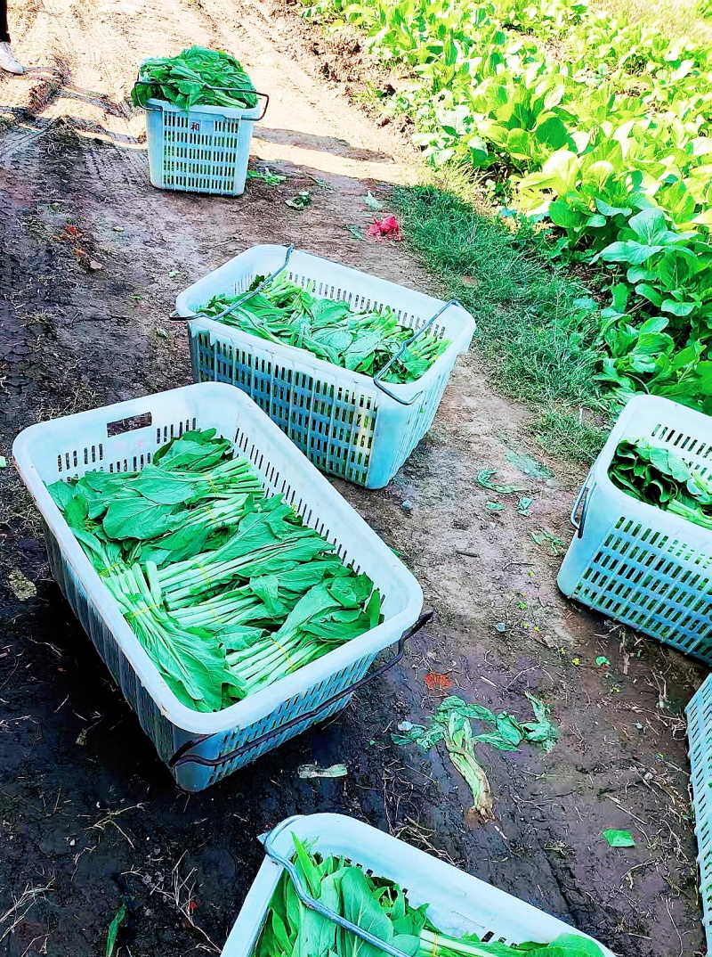 白菜苔15-20公分一级