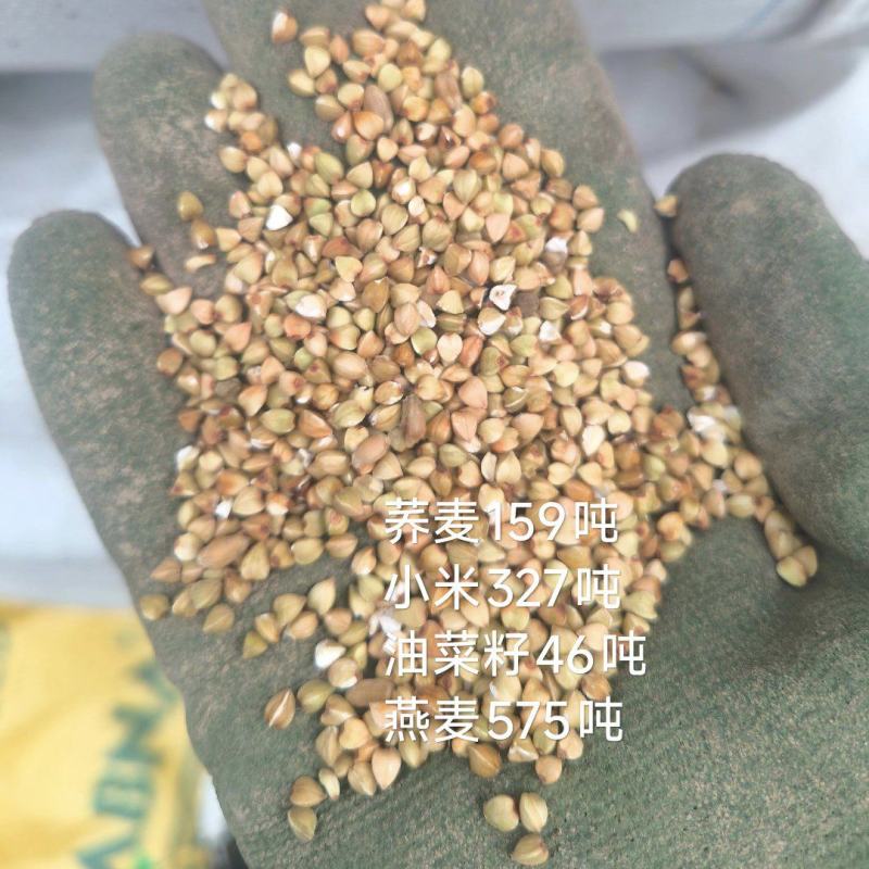 荞麦下脚料
