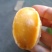 黄金鲍，源头工厂，价格优惠