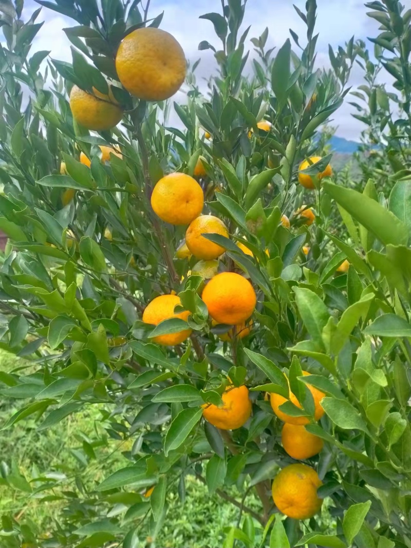 茶枝柑陈皮柑