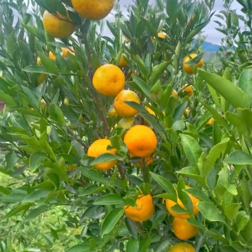 茶枝柑陈皮柑